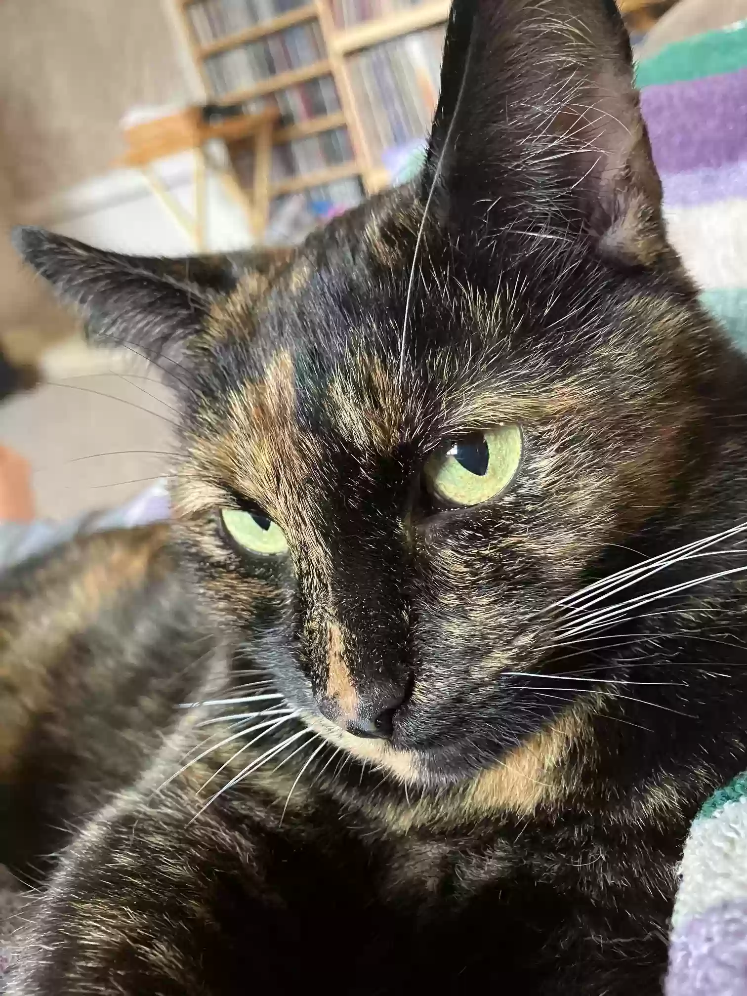 adoptable Cat in Everly,IA named Lily